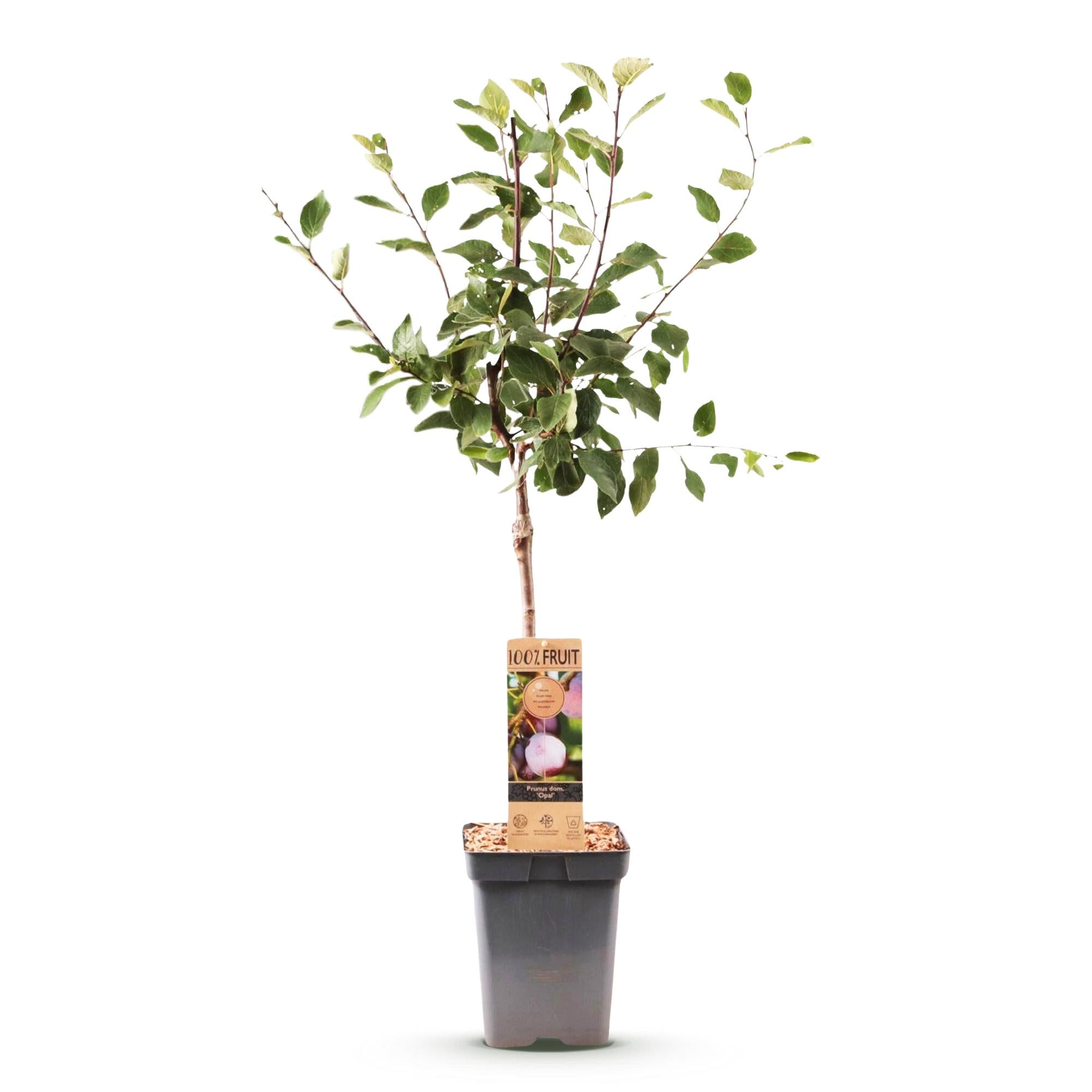 Fruitboom - Prunus domestica Opal - Pruimenboom - Winterhard - Paars-Rode Pruim - 1 Plant - Pot 21cm - Hoogte 90cm