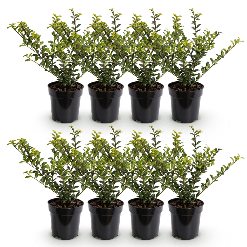 8x Ilex crenata Golden Gem - Japanse Hulst - Haagplanten - Groenblijvend - Geel - Pot 9cm - Hoogte 20-30cm