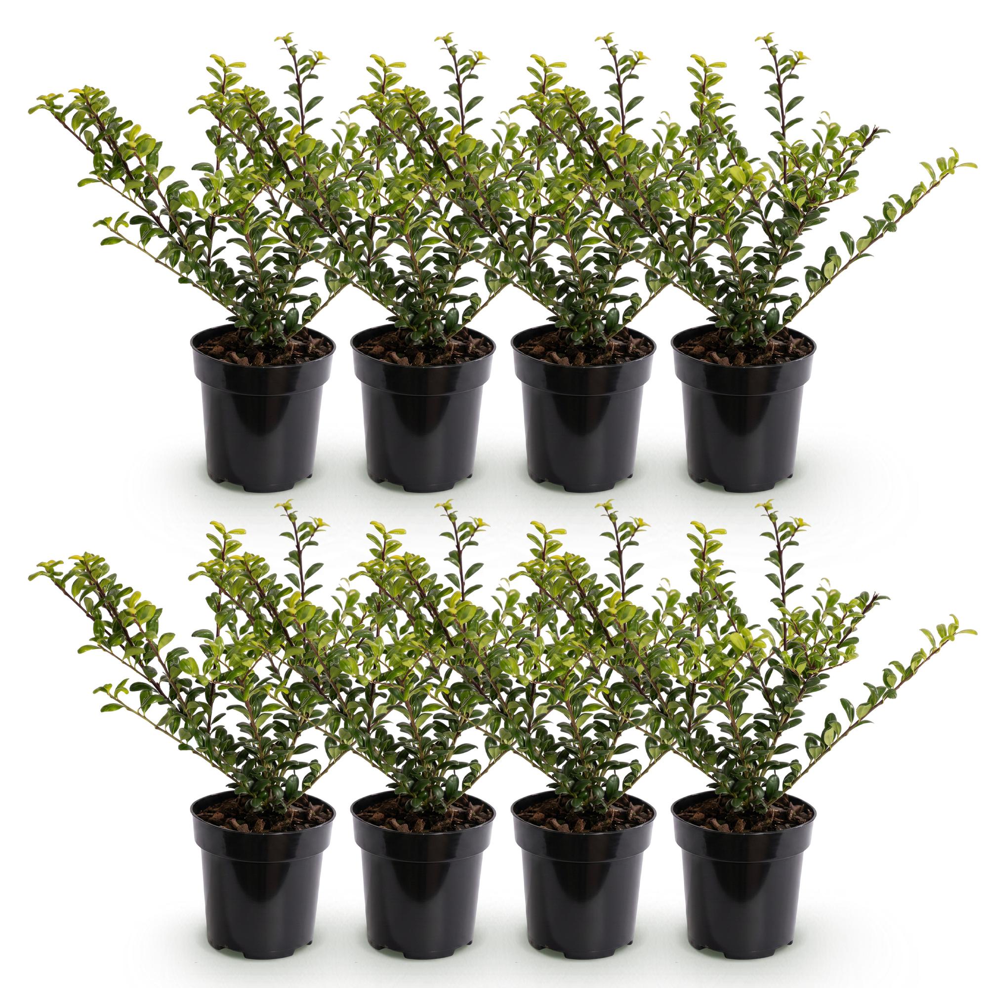 8x Ilex crenata Golden Gem - Japanse Hulst - Haagplanten - Groenblijvend - Geel - Pot 9cm - Hoogte 20-30cm