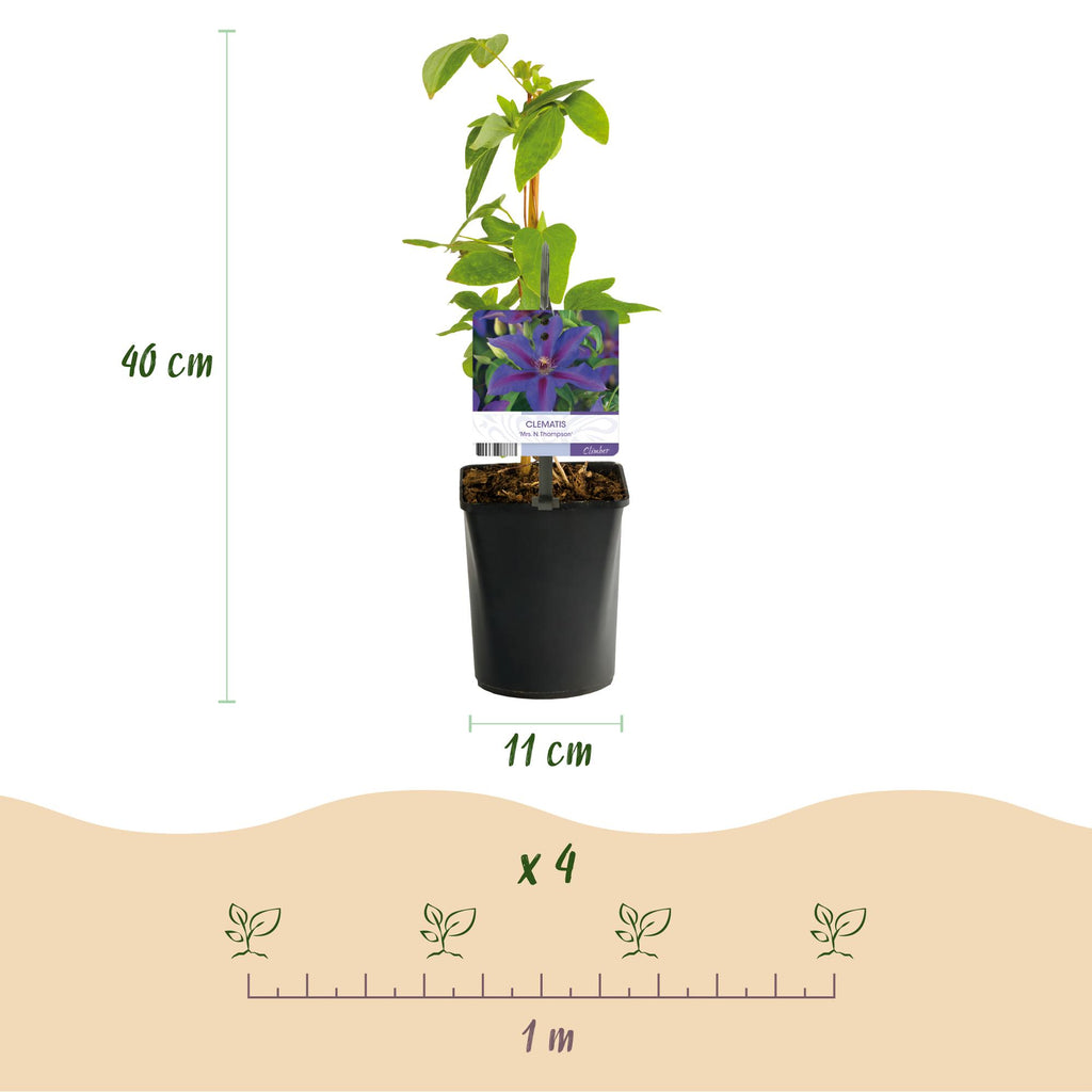 Klimplant - Clematis Mrs. N. Thompson - Bloem Roze - Weinig onderhoud - 2 planten -  Pot 11cm Hoogte 40cm