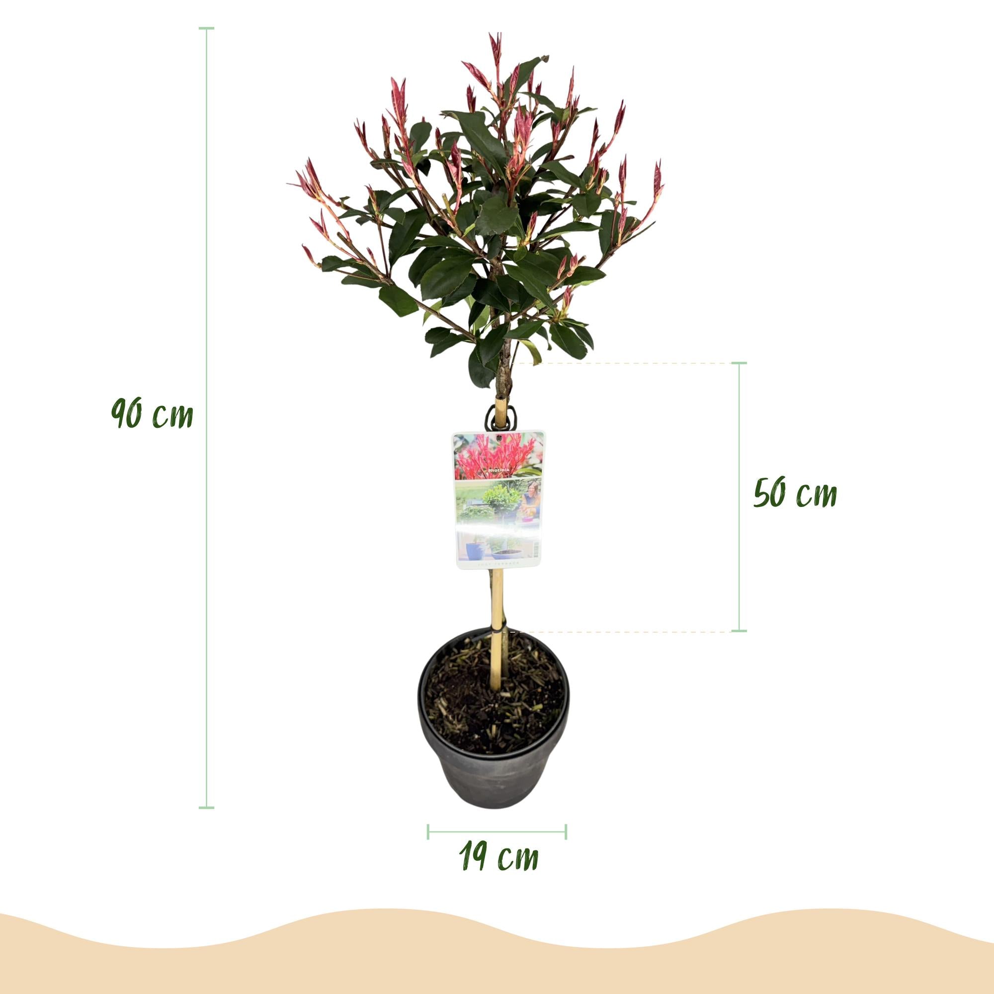 Plant op Stam - Photinia fraseri Carre Rouge - Terras Plant - Bladhoudend - Winterhard - Groen-Rood Blad - Pot 19cm Hoogte 90cm