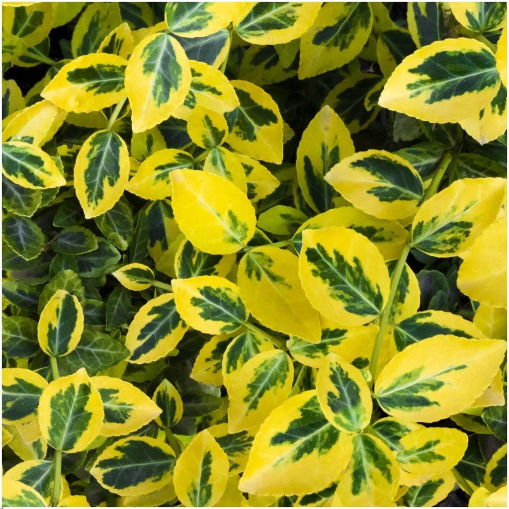 Plants by Frank - 1 meter gele Kardinaalsmuts haag - Euonymus fortunei 'Emerald Gold' - Set van 6 winterharde haagplanten - Groenblijvende haag - Vers van de kwekerij geleverd