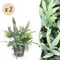 Kamerplant - Phlebodium aureum Blue Star - Blauwe Varen - Huisdiervriendelijke Plant - Blauw - 2 Planten - met Potter Grijs - Pot 12cm - Hoogte 25cm