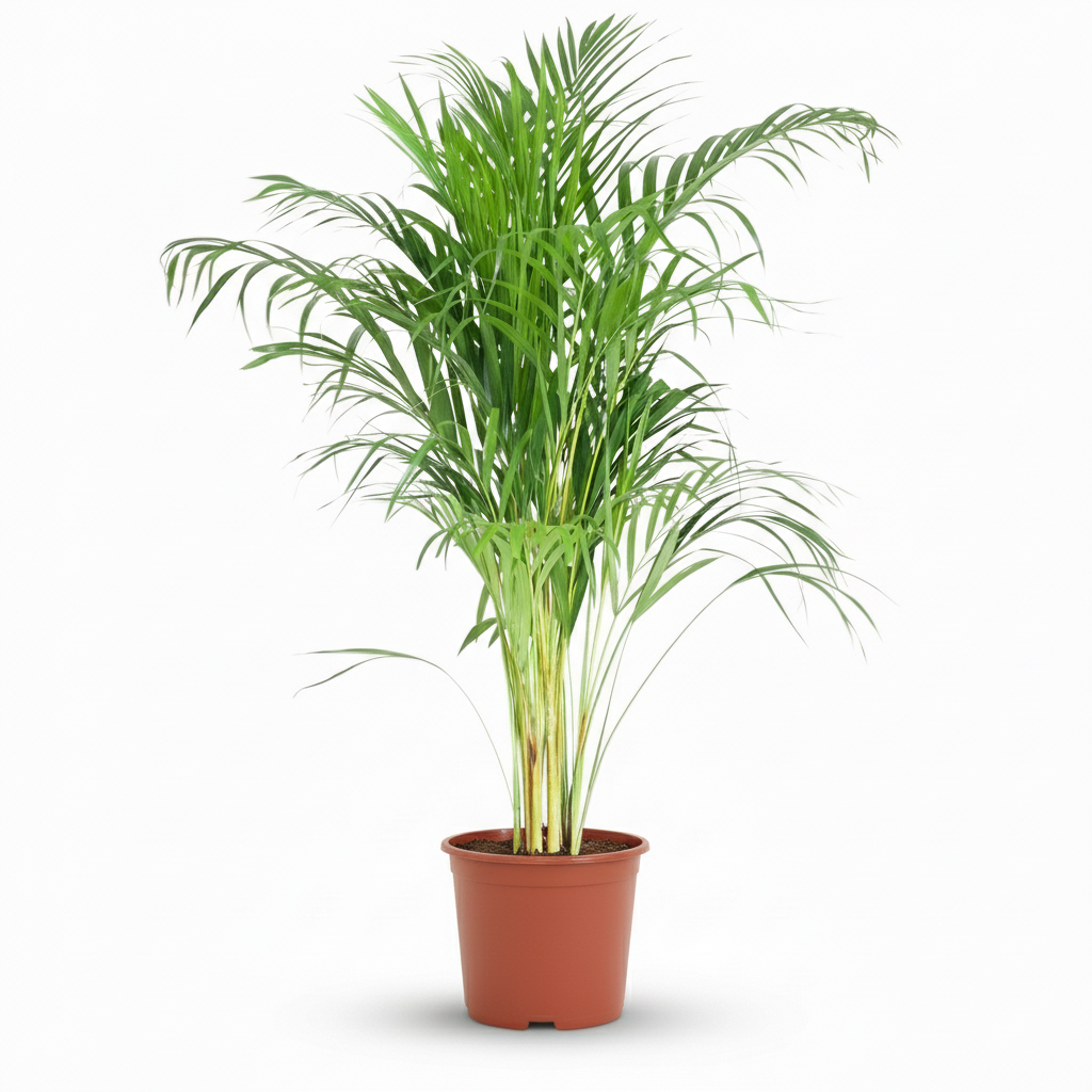Kamerplant - Goudpalm - Dypsis Lutescens Areca - Groen - Weinig onderhoud - 1 Plant - Pot 21cm - Hoogte 90 - 100cm