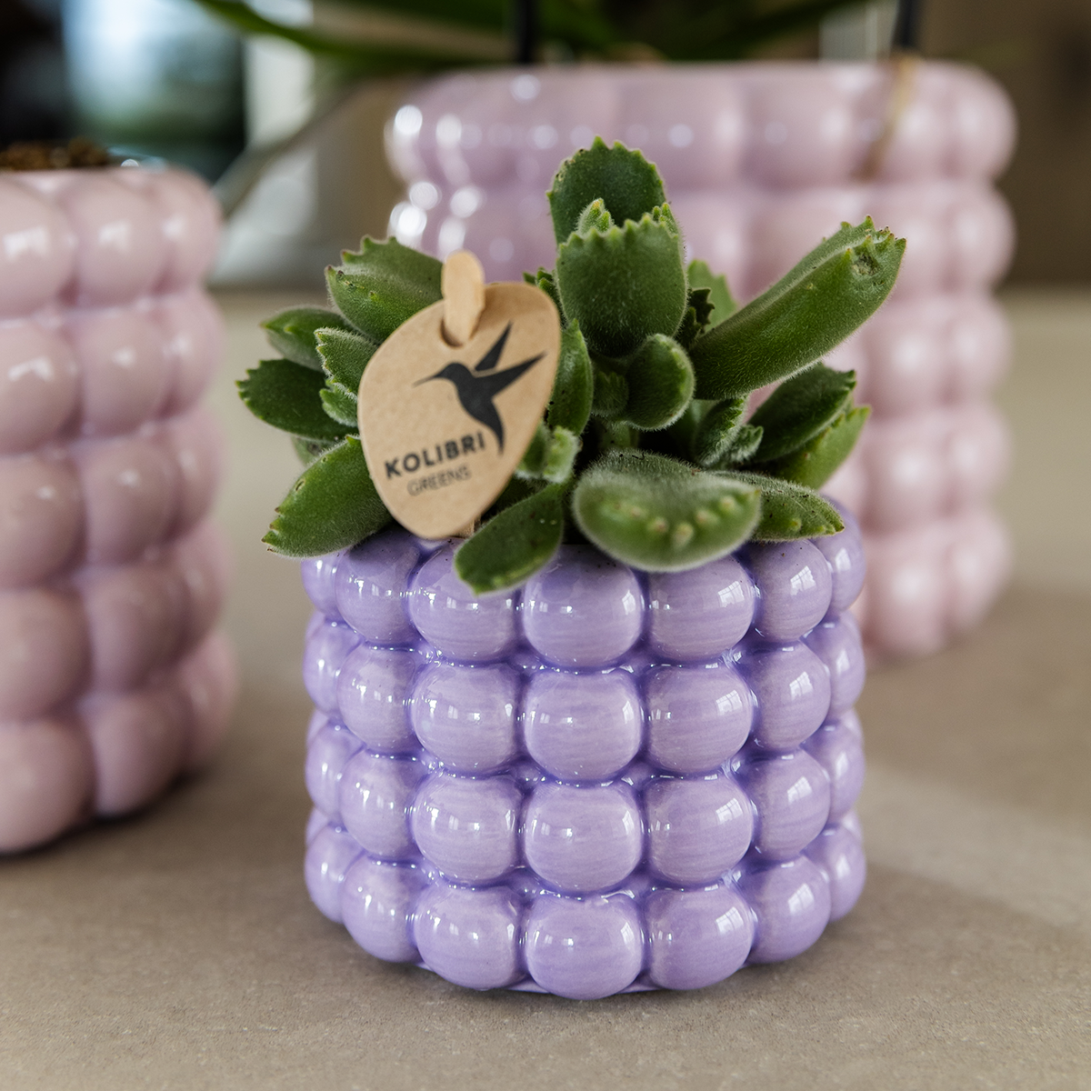 Kolibri Company | Plantenset Poppy Mix | Paars, wit, oranje & roze met groene planten Ø6 cm