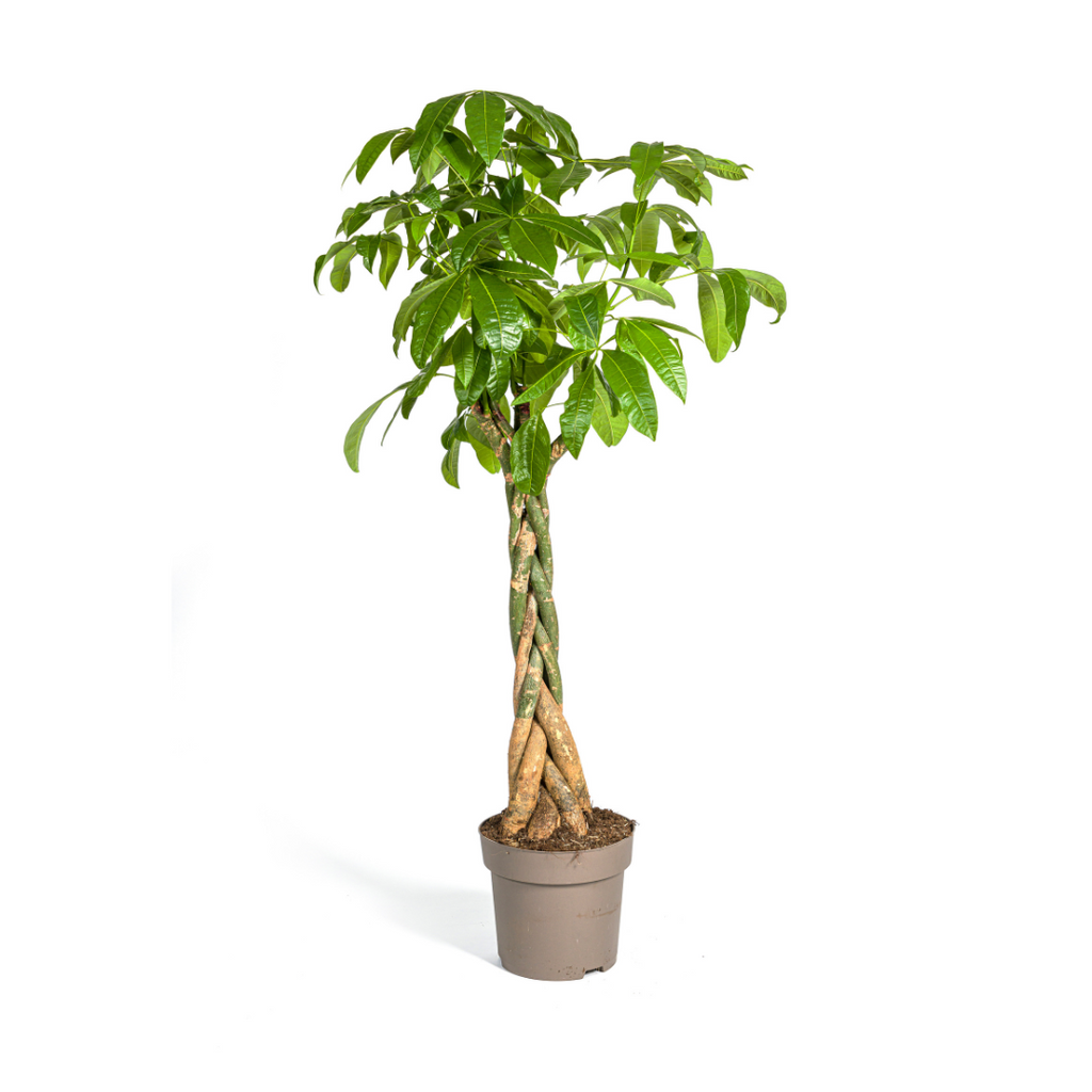 Pachira Aquatica Ø30cm - ↕160 - 180cm