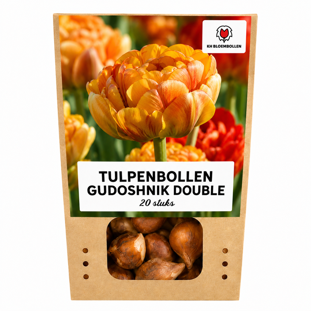 Tulpenbollen Gudoshnik Double – 20 Stuks | KH Bloembollen® | Geel, Oranje & Rode Dubbelbloemige Tulp – Pioenachtig & Kleurrijk – Voor Tuin of Pot – Maat 11/12 – Vers van de Teler