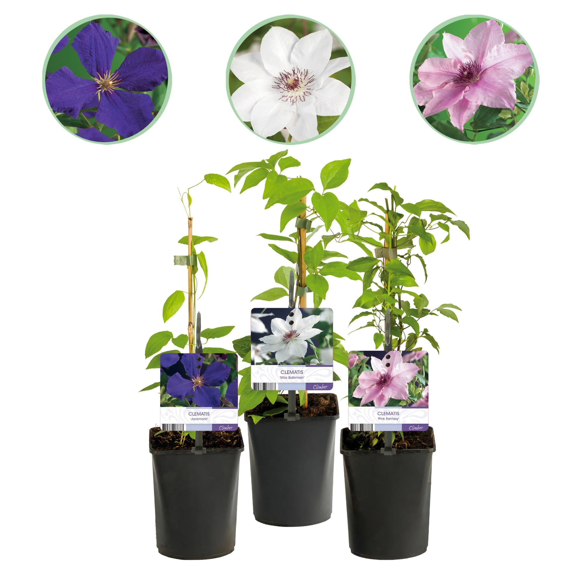 Klimplant - Clematis Tricolour  - Bloem Roze Wit Paars - Weinig onderhoud - 3 planten - Pot 11cm Hoogte 40cm