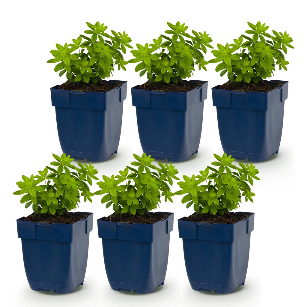Vasteplant - Galium odoratum - Walstro - Bodembedekkend - Wit - 6 Planten - Pot 11cm - Hoogte 15-25cm