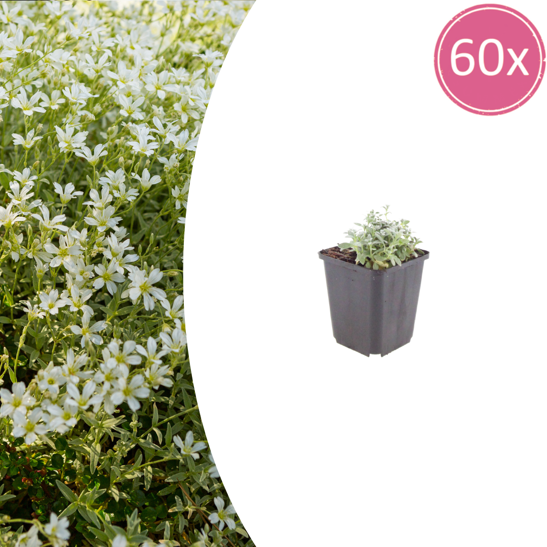 60x Cerastium tomentosum - ↕10-25cm - Ø9cm
