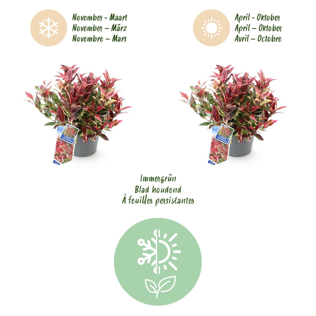 Tuinplant - Leucothoe Colour Diamond - Bont - 2 Planten - Groenblijvend - Weinig Onderhoud - Pot 17cm Hoogte 45cm