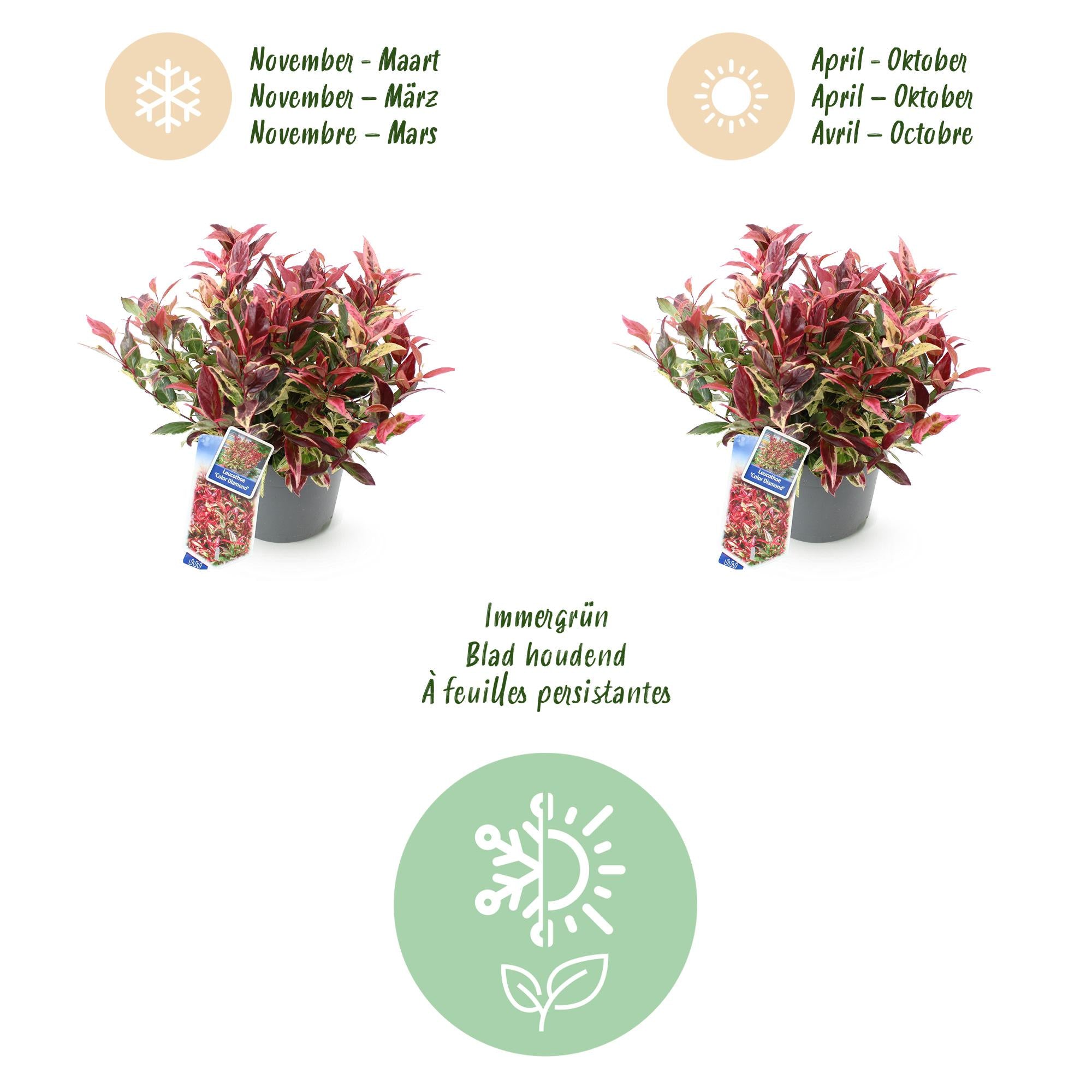 Tuinplant - Leucothoe Colour Diamond - Bont - 2 Planten - Groenblijvend - Weinig Onderhoud - Pot 17cm Hoogte 45cm