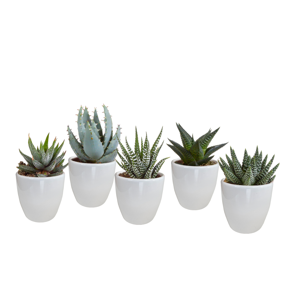 Gasteria/Haworthia mix 5,5cm - in witte pot - 5x