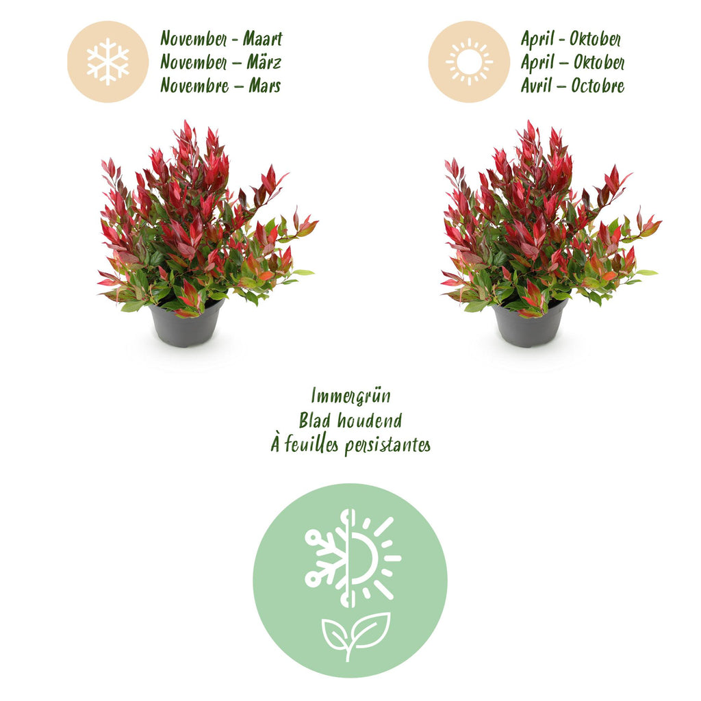 Tuinplant - Leucothoe Little Flame - Rood - 2 Planten - Groenblijvend - Weinig Onderhoud - Pot 17cm Hoogte 40cm