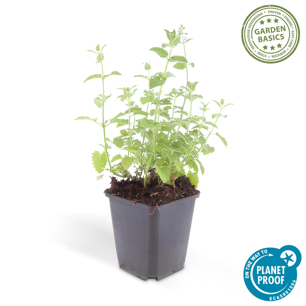 24x Nepeta 'Six Hills Giant' - ↕10-25cm - Ø9cm