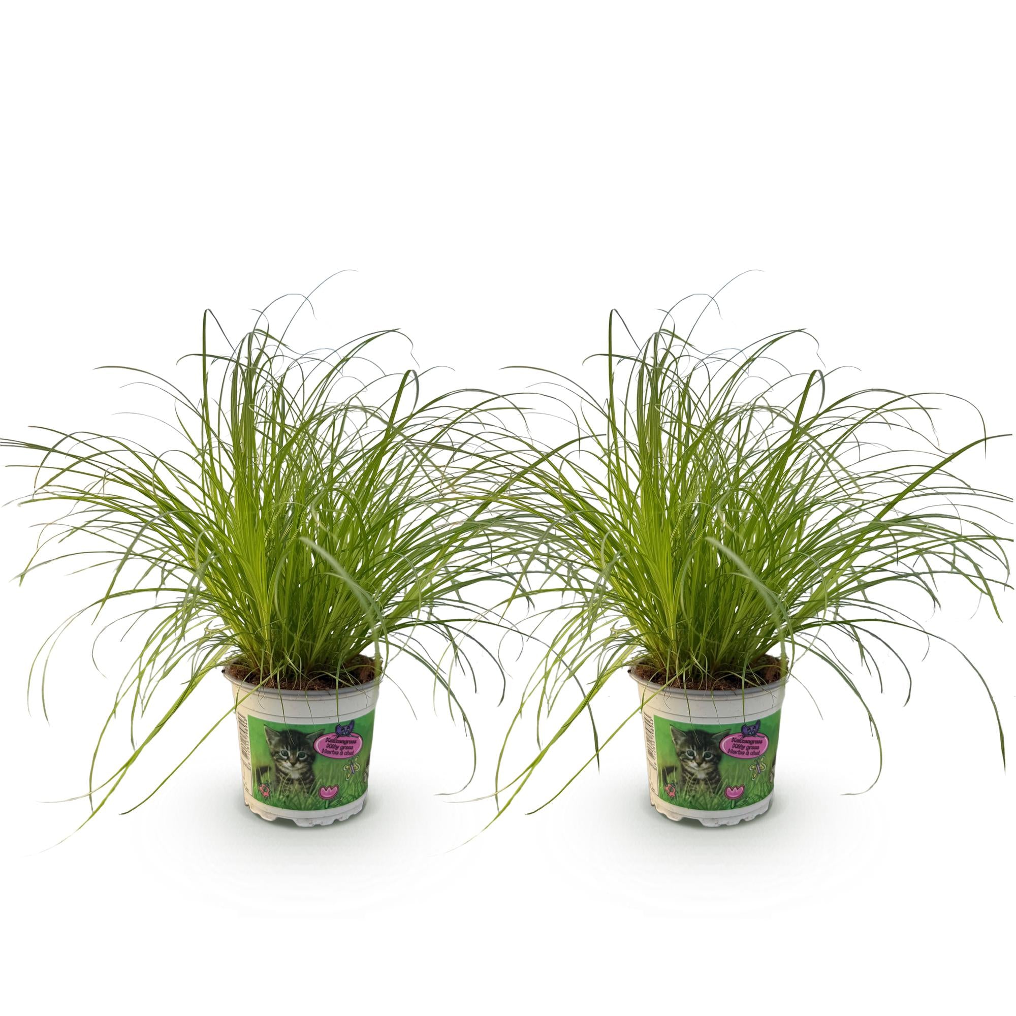Kamerplant - Cyperus alternifolius Zumula - Kattengras - Huisdiervriendelijk - Groen - 2 Planten - Pot 12cm - Hoogte 28-30cm