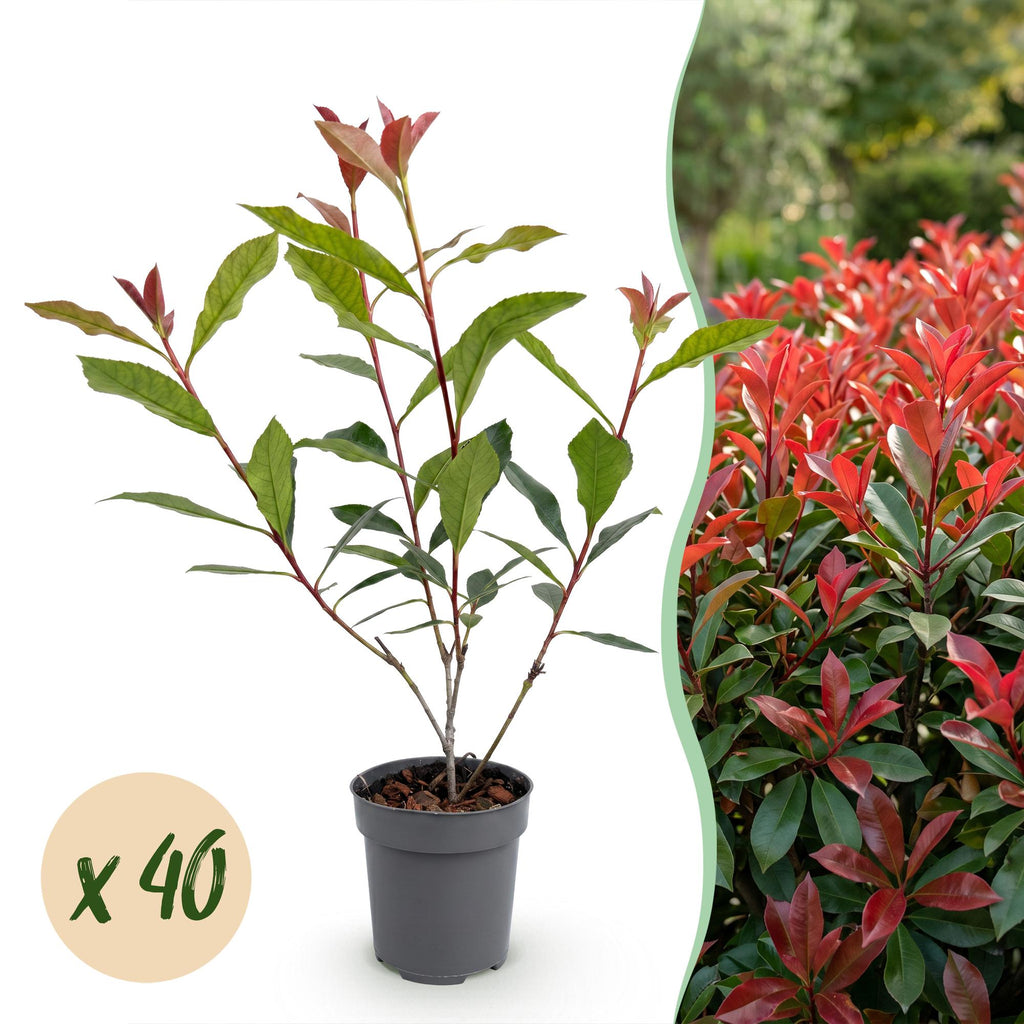 40x Photinia fraseri Carre Rouge - Glansmispel - Haagplanten - Groenblijvend - Rood - Pot 9cm - Hoogte 25-35cm