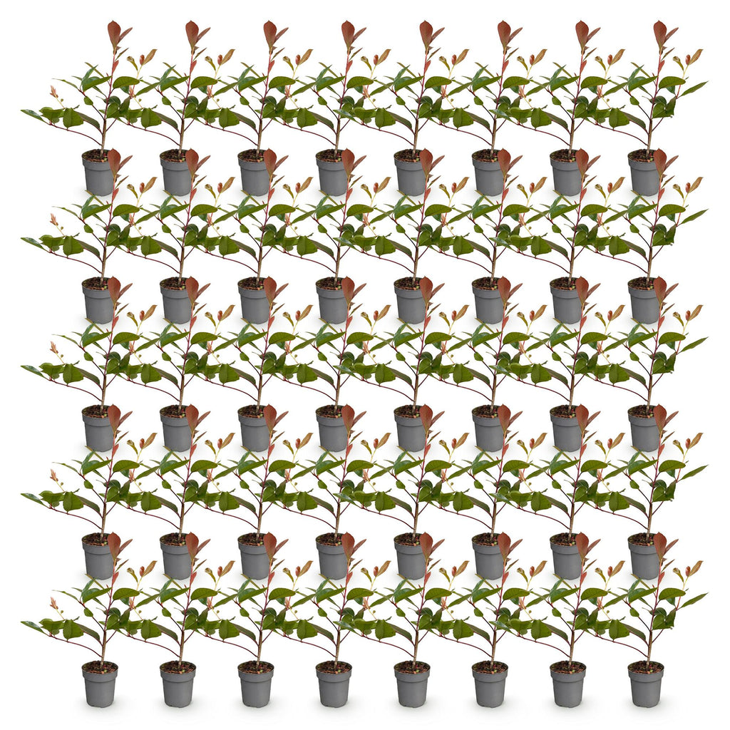 40x Photinia fraseri Red Robin - Glansmispel - Haagplanten - Groenblijvend - Rood - Pot 9cm - Hoogte 25-35cm