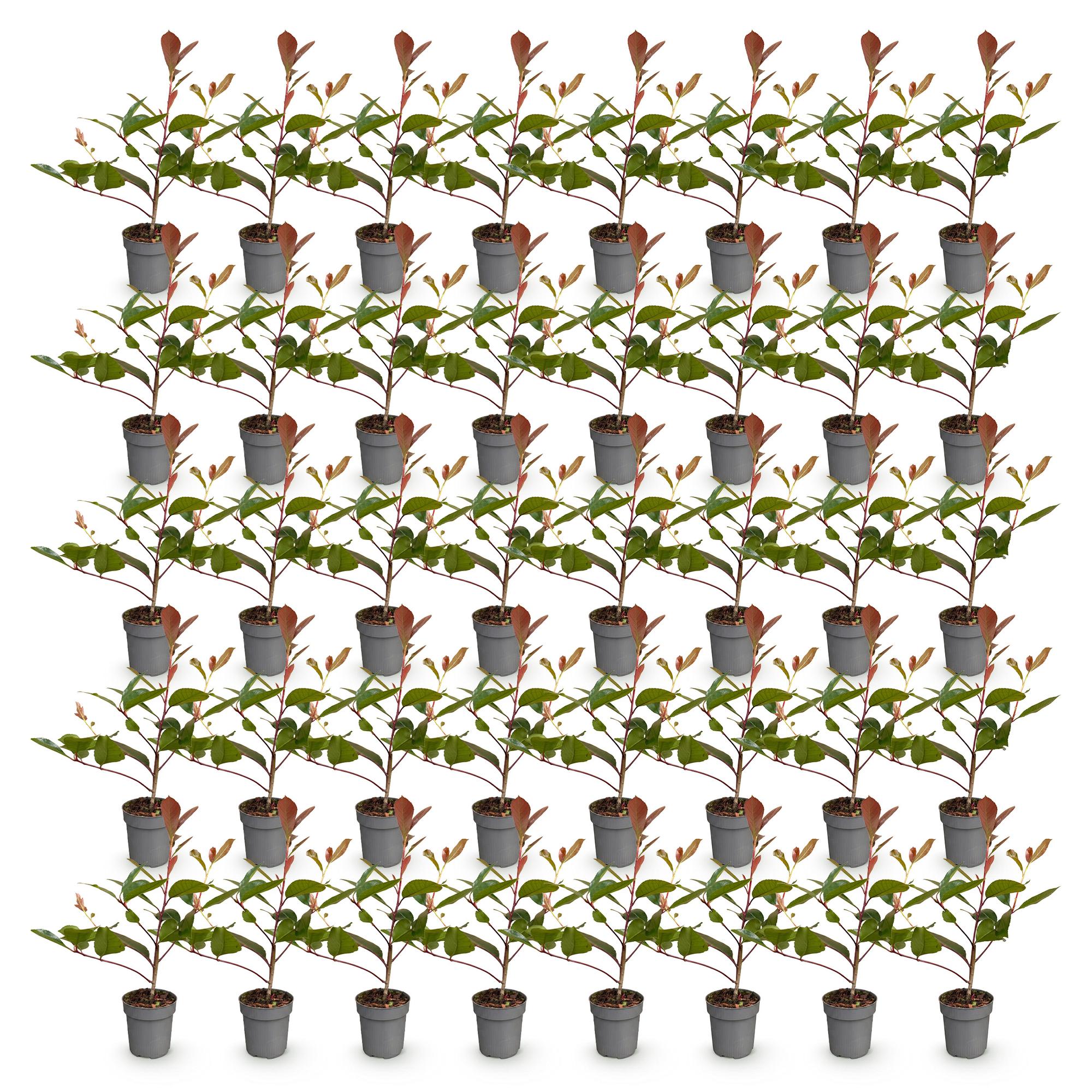 40x Photinia fraseri Red Robin - Glansmispel - Haagplanten - Groenblijvend - Rood - Pot 9cm - Hoogte 25-35cm