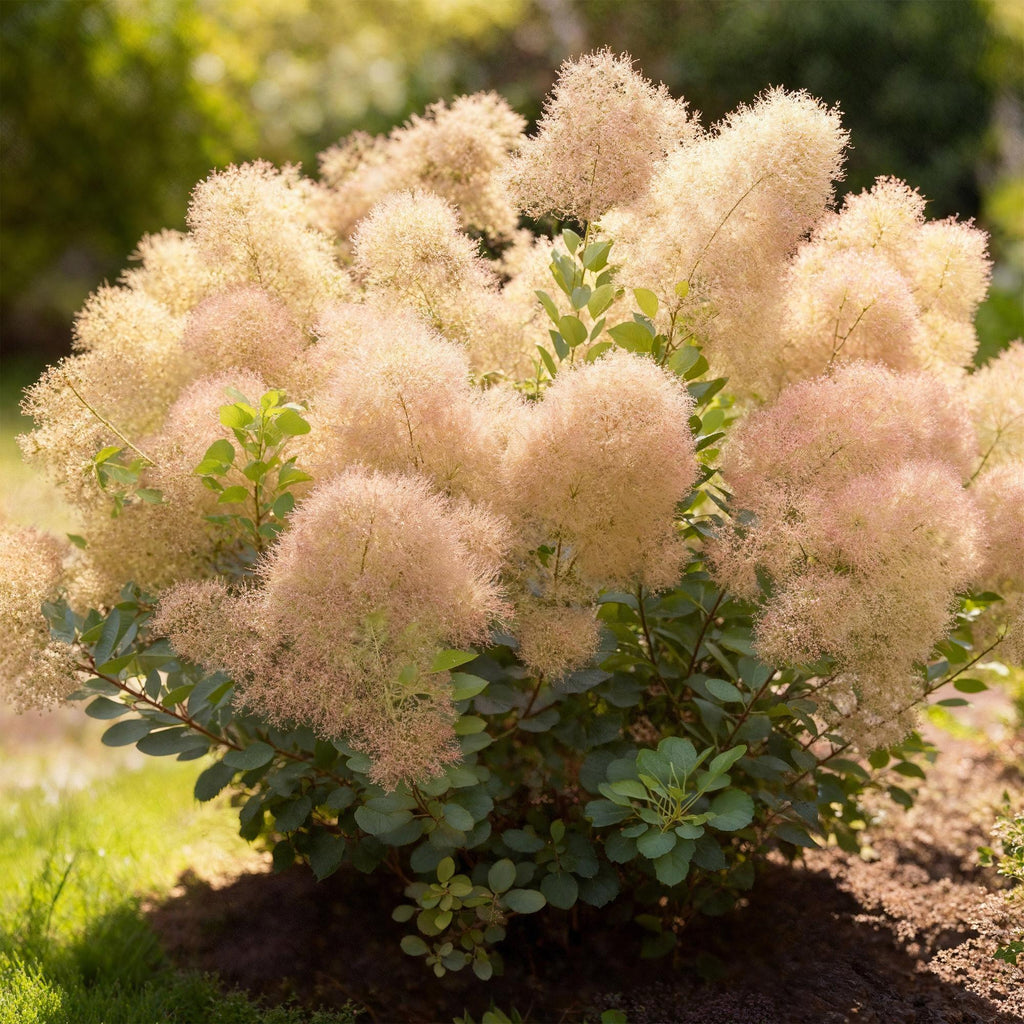 Tuinplant - Cotinus coggyria Young Lady - Groen 1 Plant - Bladverliezend - Weinig Onderhoud - Pot 12cm Hoogte 35cm