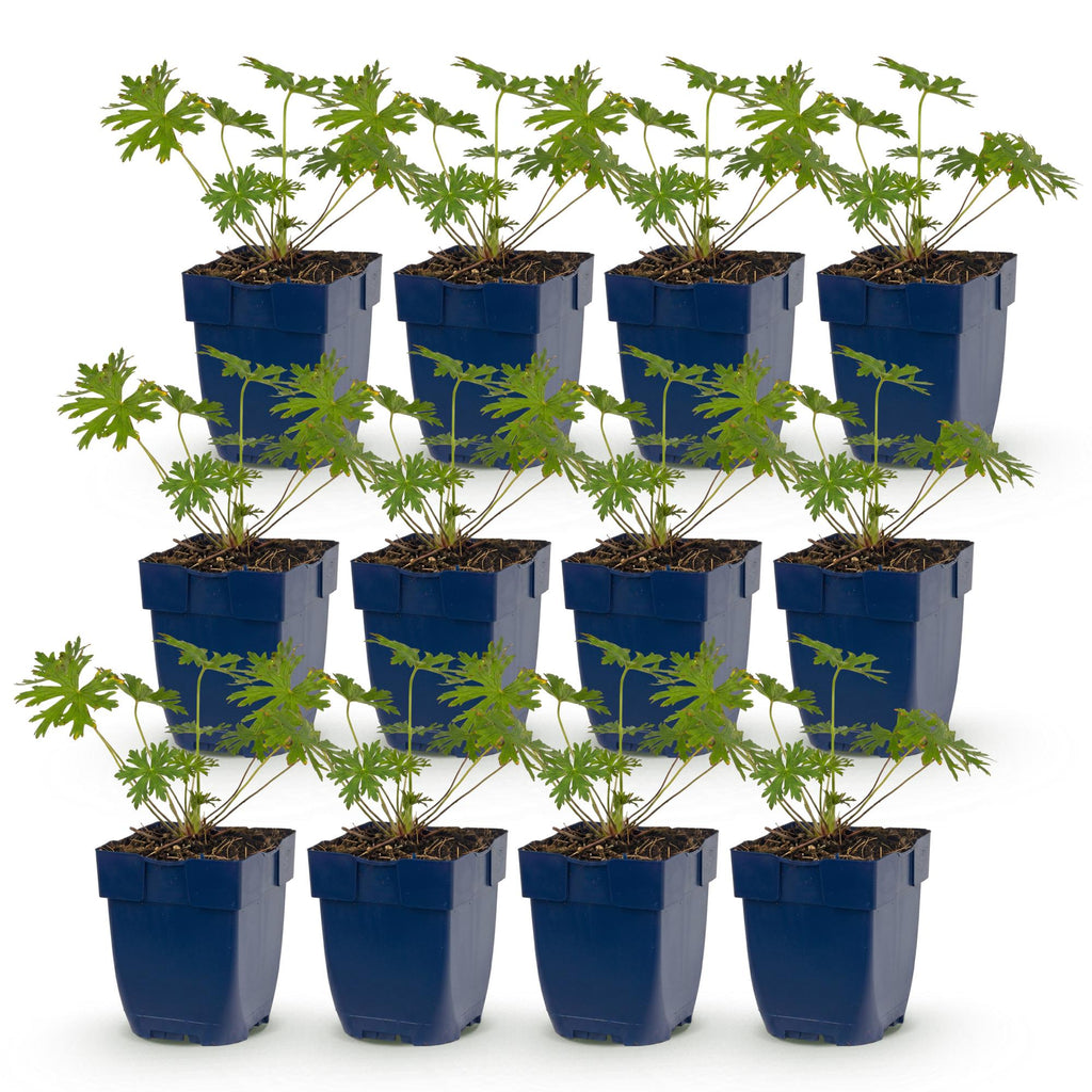 Vasteplant - Geranium Johnson's Blue - Ooievaarsbek - Bodembedekkend - Blauw - 12 Planten - Pot 11cm - Hoogte 15-25cm