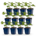 Vasteplant - Geranium Johnson's Blue - Ooievaarsbek - Bodembedekkend - Blauw - 12 Planten - Pot 11cm - Hoogte 15-25cm
