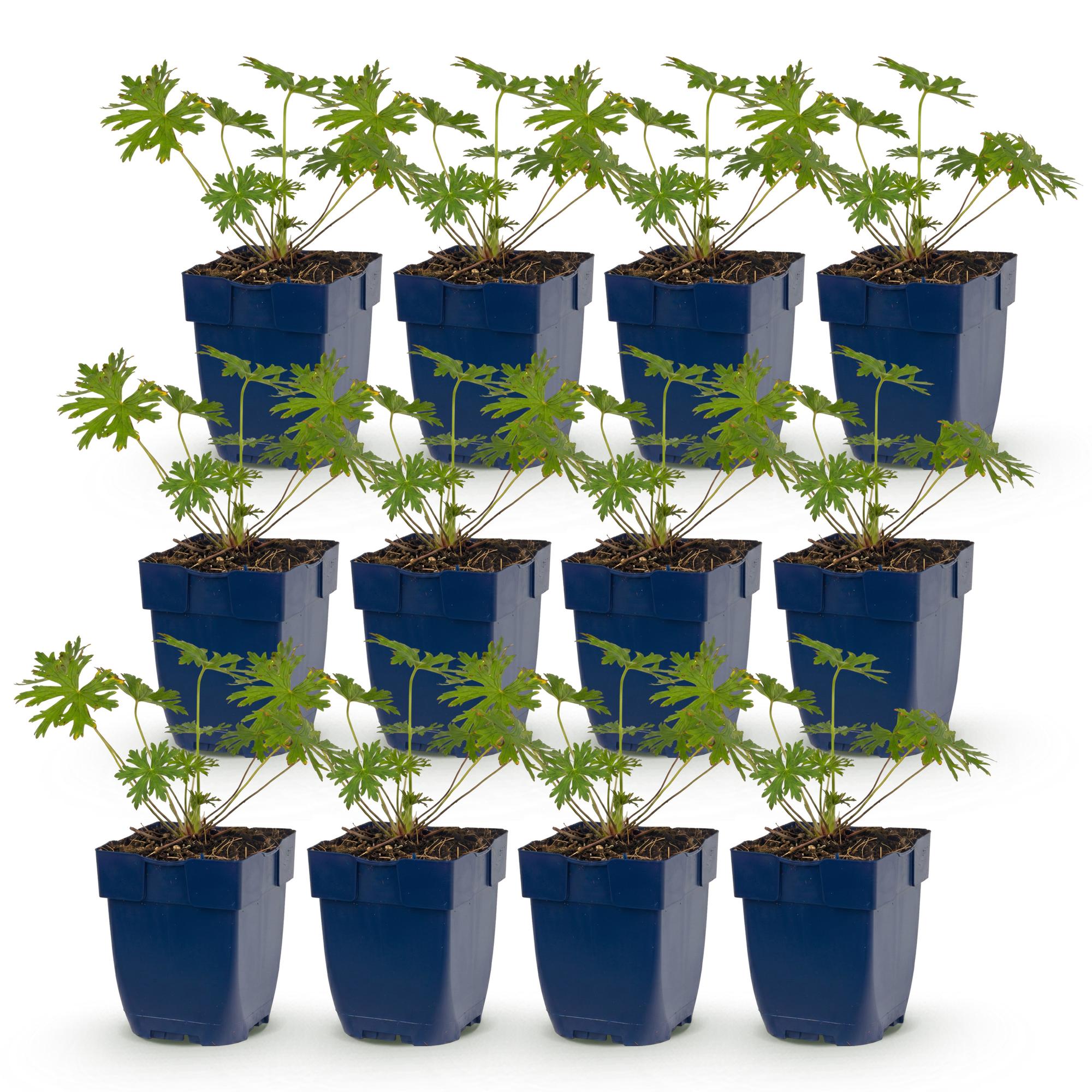 Vasteplant - Geranium Johnson's Blue - Ooievaarsbek - Bodembedekkend - Blauw - 12 Planten - Pot 11cm - Hoogte 15-25cm