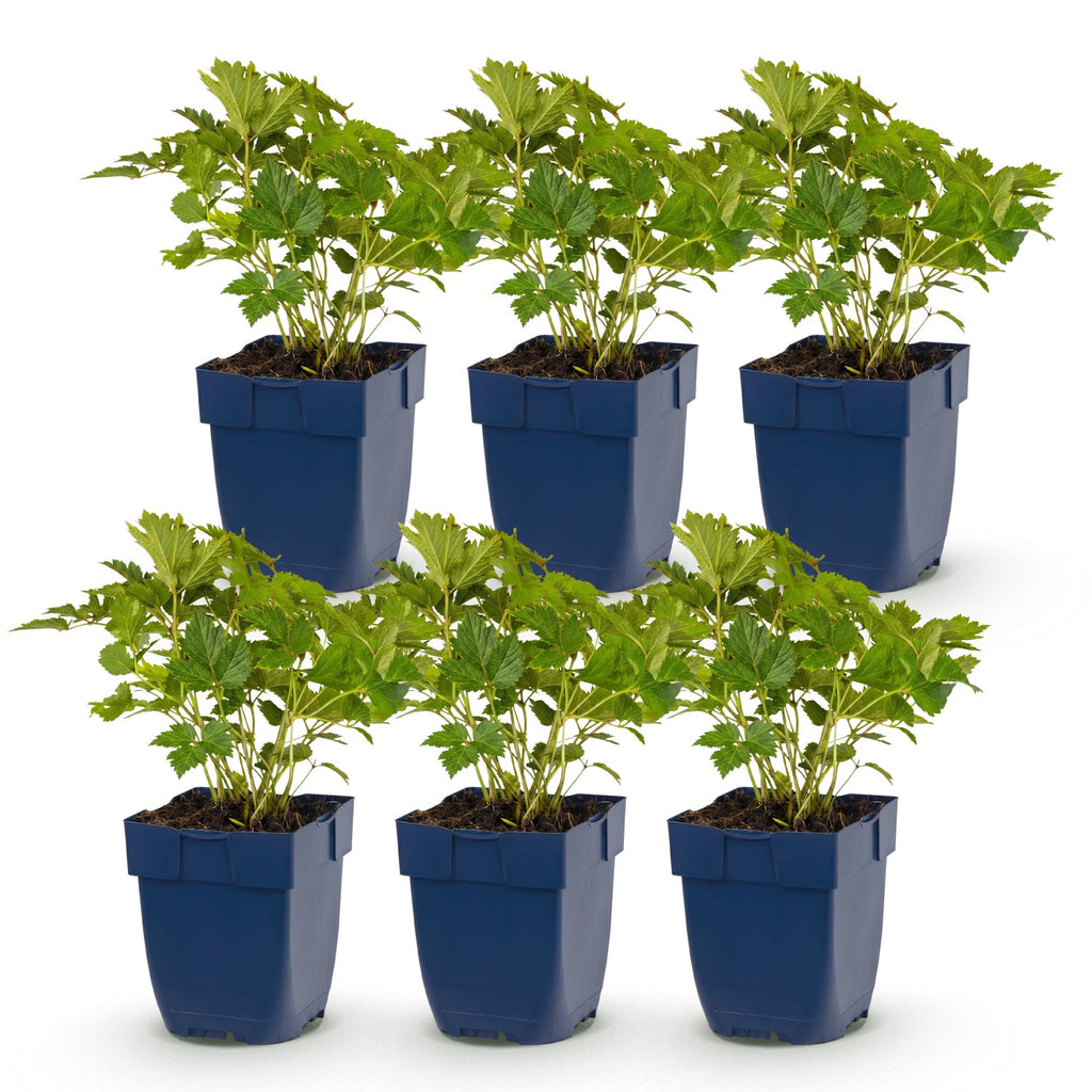 Vasteplant - Astilbe chin. Pumila - Pluimspirea - Schaduw - Paars - 6 Planten - Pot 11cm - Hoogte 15-25cm