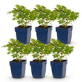 Vasteplant - Astilbe chin. Pumila - Pluimspirea - Schaduw - Paars - 6 Planten - Pot 11cm - Hoogte 15-25cm