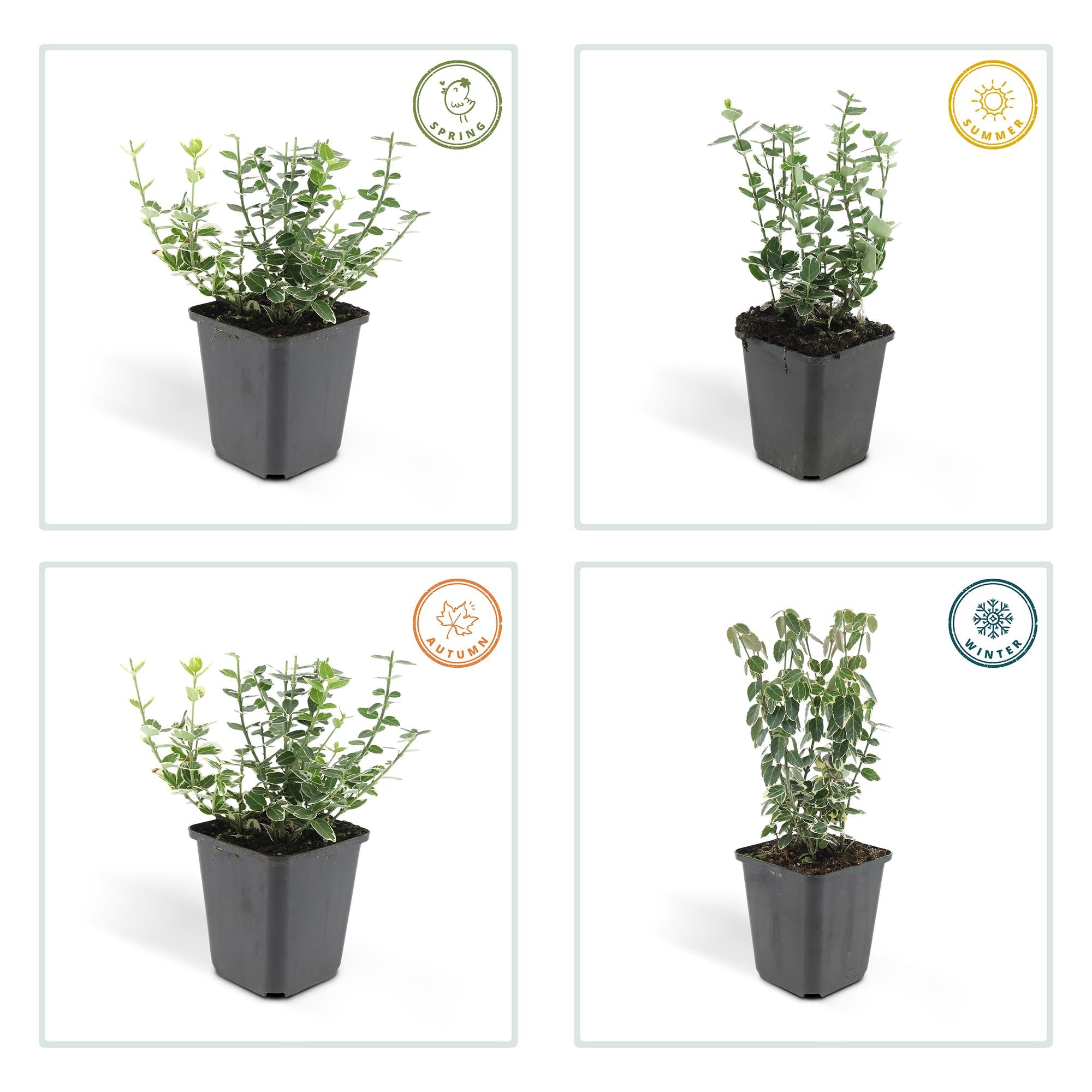 12x Euonymus fort. 'Emerald Gaiety' - ↕10-25cm - Ø9cm