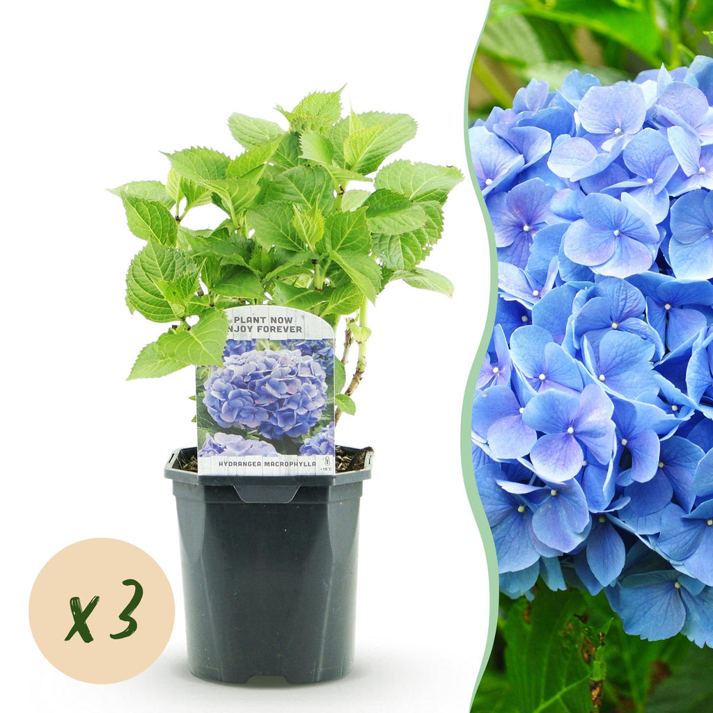 Hortensia - Hydrangea macrophylla Blauw - Bloem Blauw - 3 Planten - 1m2 - Bladverliezend - Weinig Onderhoud - Pot 17cm Hoogte 30cm