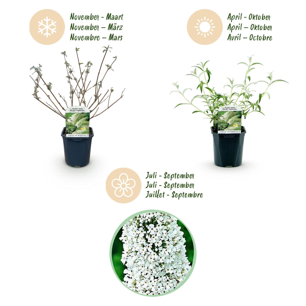 Tuinplant - Buddleja davidii White Profusion - Vlinderstruik - Winterhard - Wit - 3 Planten - Pot 17cm - Hoogte 45cm