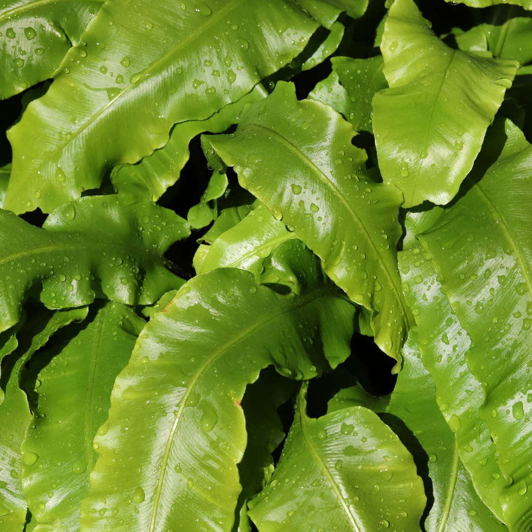12x Asplenium scolopendrium - ↕10-25cm - Ø9cm