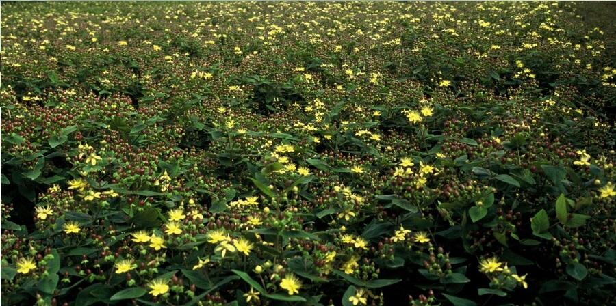 60x Hypericum inodorum 'Rheingold' - ↕10-25cm - Ø9cm