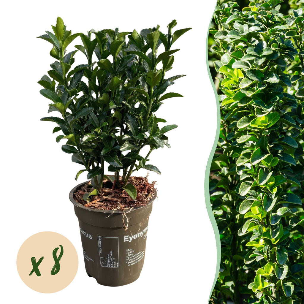 8x Euonymus japonica Green Spire - Kardinaalsmuts - Haagplanten - Groenblijvend - Groen - Pot 9cm - Hoogte 20-25cm