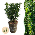 8x Euonymus japonica Green Spire - Kardinaalsmuts - Haagplanten - Groenblijvend - Groen - Pot 9cm - Hoogte 20-25cm