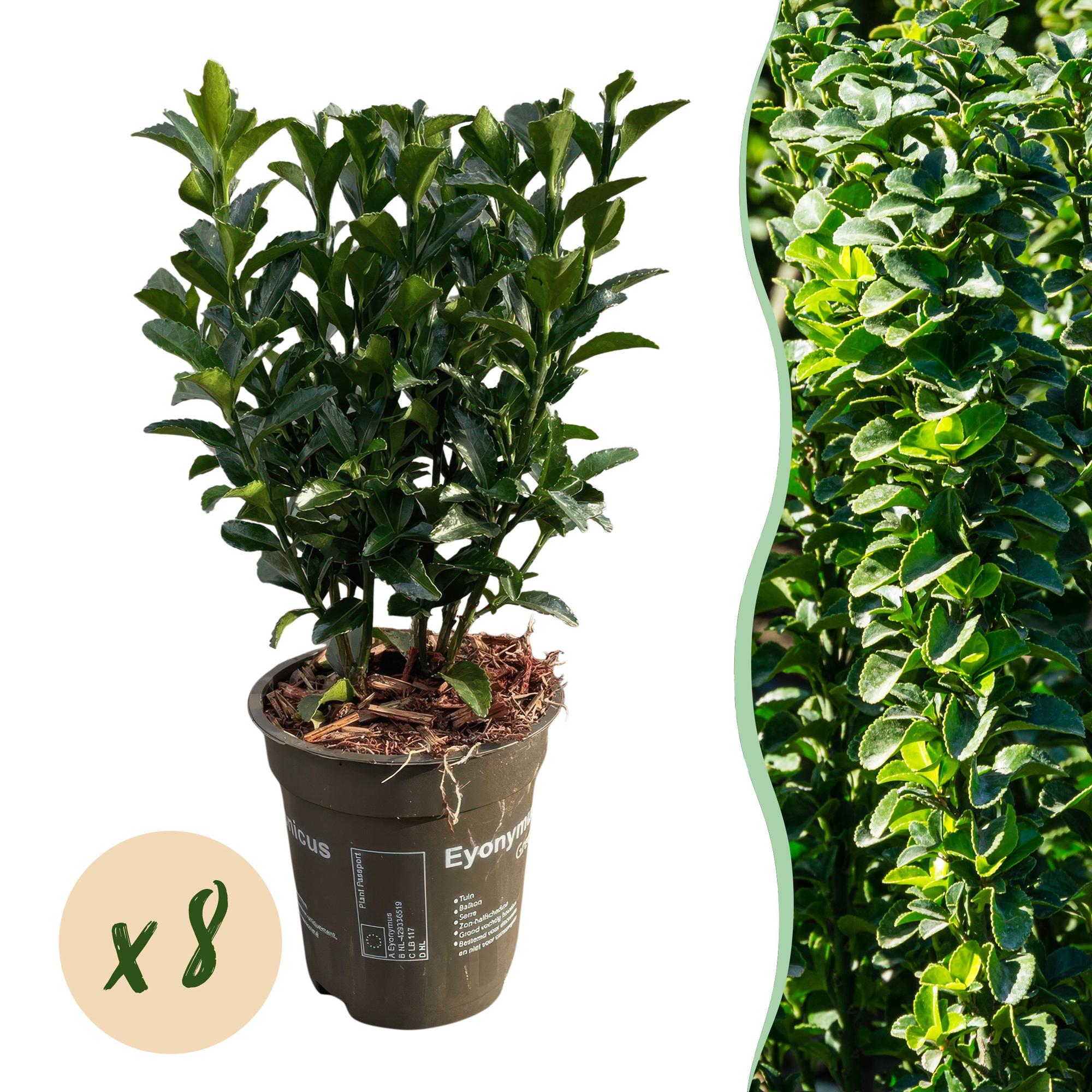8x Euonymus japonica Green Spire - Kardinaalsmuts - Haagplanten - Groenblijvend - Groen - Pot 9cm - Hoogte 20-25cm