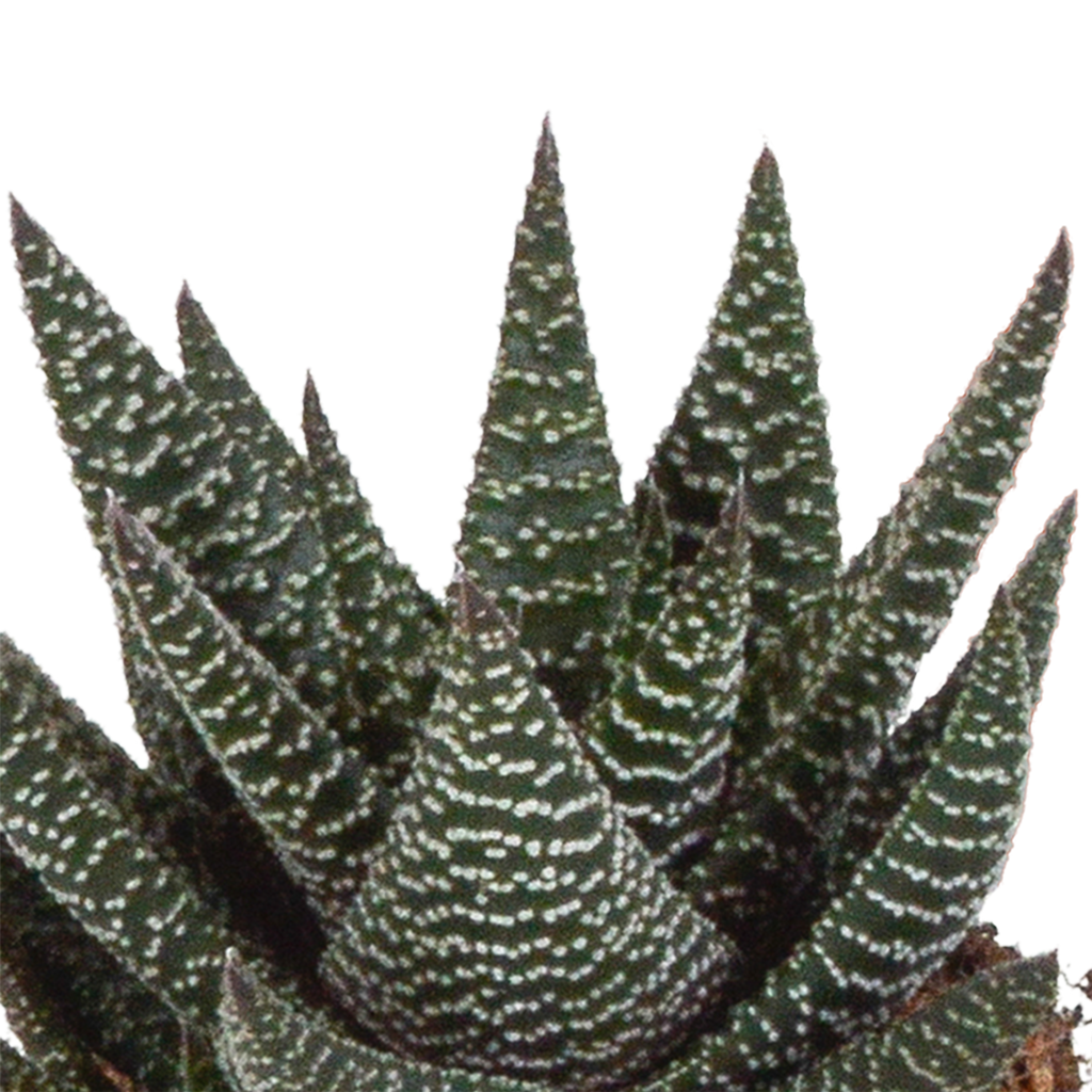 Gasteria/Haworthia mix 8,5cm - 3x - in witte pot