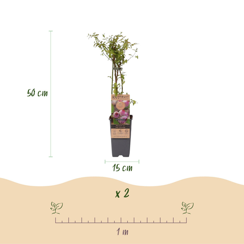 Fruitplant - Vaccinium cor. Pink Lemonade - Roze Bosbes - Winterhard - Roze Bes - 2 Planten - Pot 15cm - Hoogte 50cm