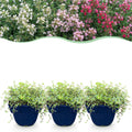 Vasteplant - Thymus Tricolour - Tym - Bodembedenkend - Roze - Rood - Wit - 6 Planten - Pot 11cm - Hoogte 15-25cm