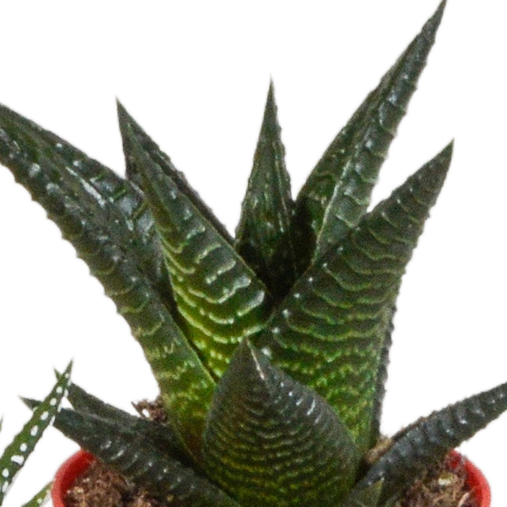 Gasteria/Haworthia mix 5,5cm - 5x - in gekleurde plasticpot