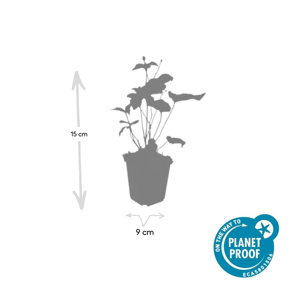 24x Anemone hyb. 'Honorine Jobert' - ↕10-25cm - Ø9cm