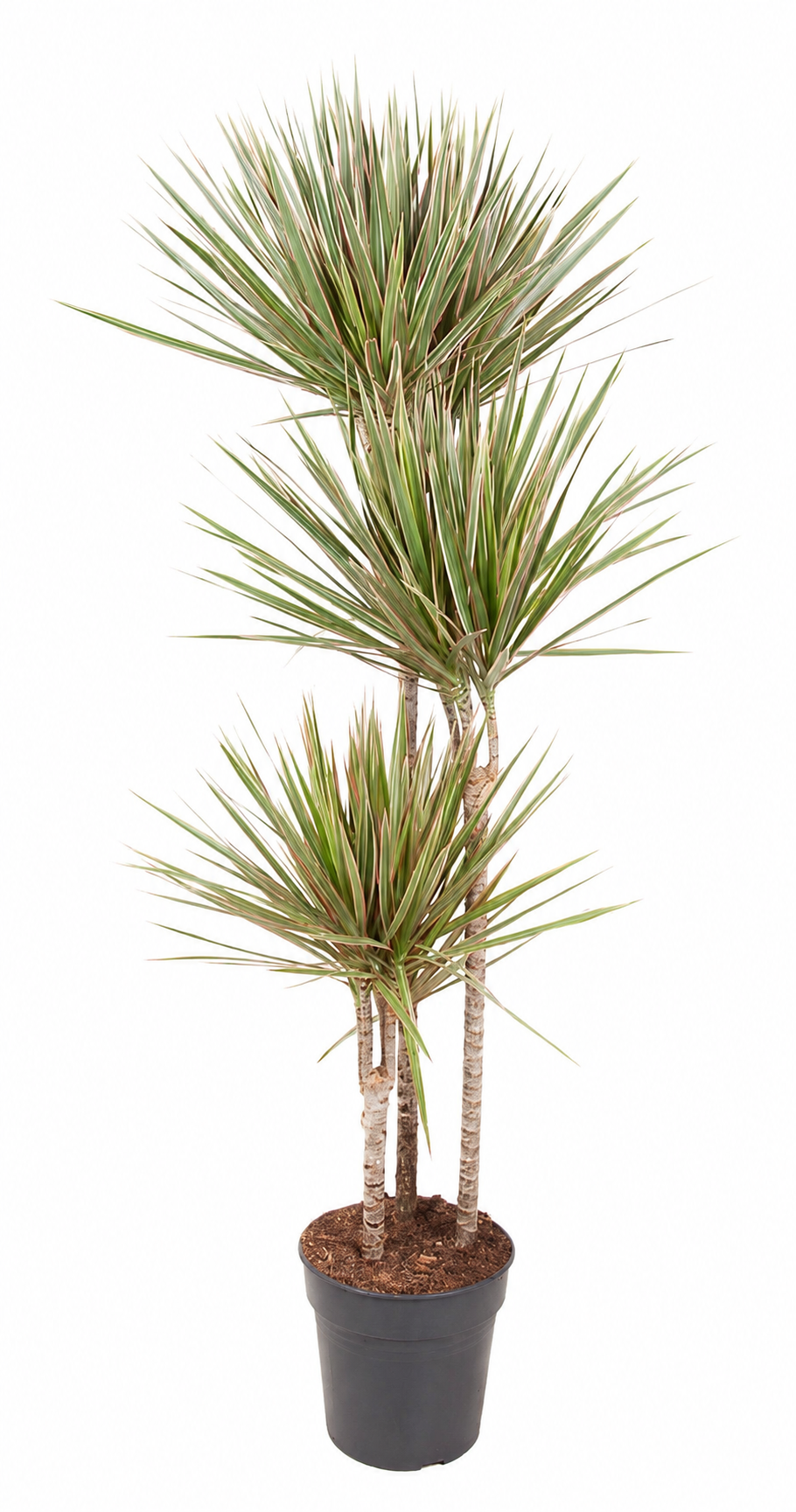 Dracaena biocolor - 160 cm