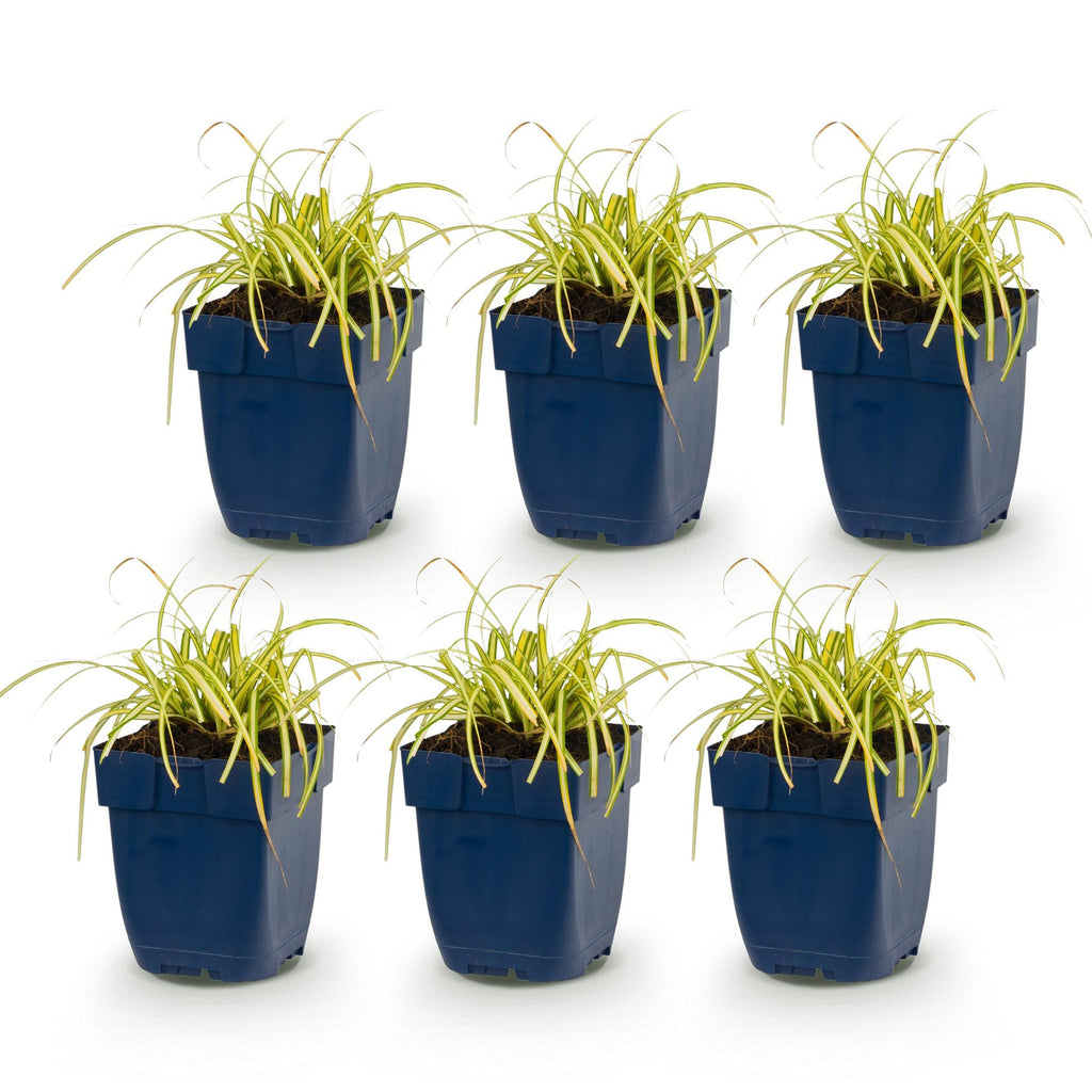 Grassen - Carex oshimensis Evergold - Japanse Zegge - Groenblijvend - Geel-Groen - 6 Planten - Pot 11cm - Hoogte 15-25cm