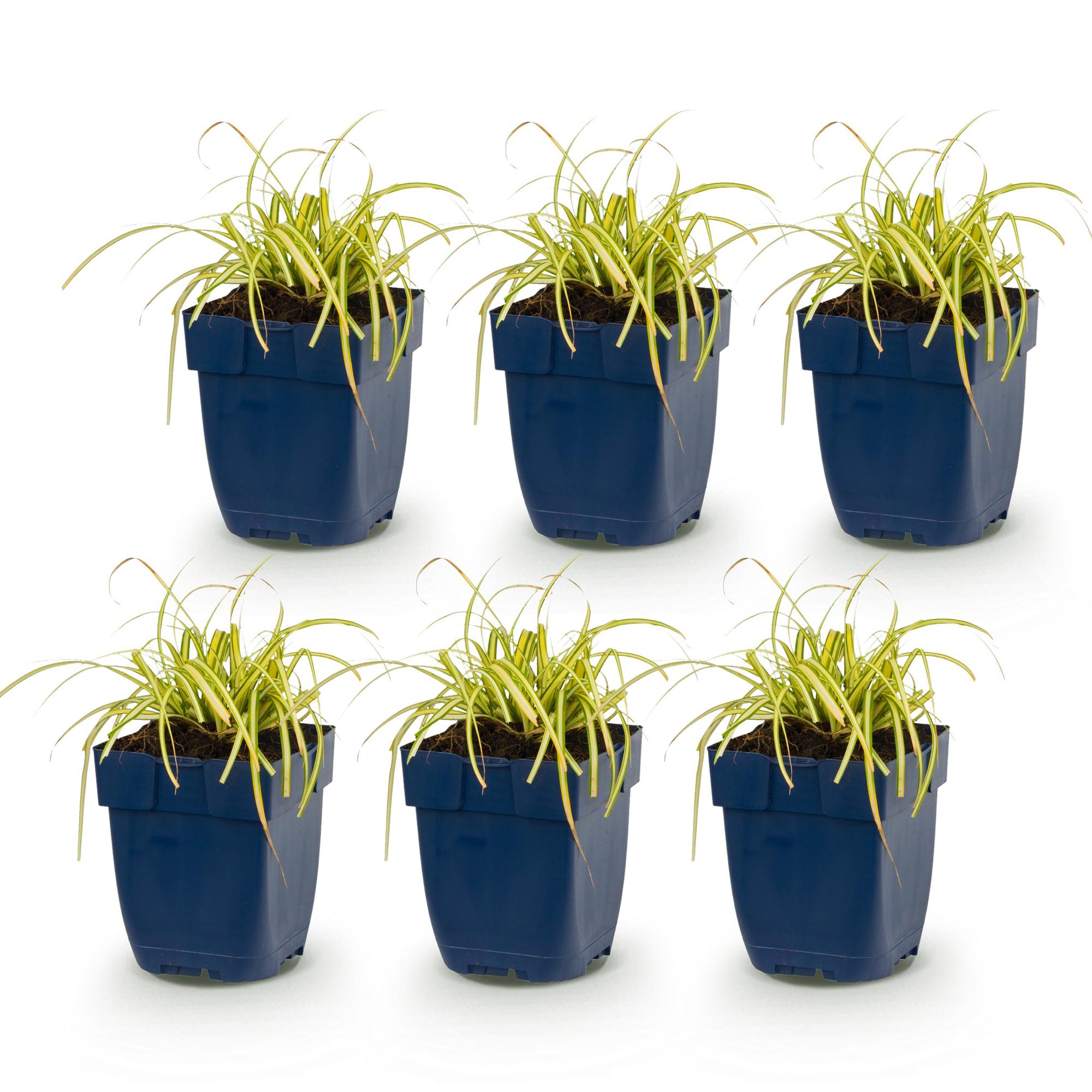 Grassen - Carex oshimensis Evergold - Japanse Zegge - Groenblijvend - Geel-Groen - 6 Planten - Pot 11cm - Hoogte 15-25cm