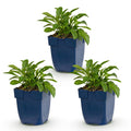 Vasteplant - Campanula persicifolia - Perzikbladklokje - Bijen en Vlinderlokkers - Blauw - 3 Planten - Pot 11cm - Hoogte 15-25cm