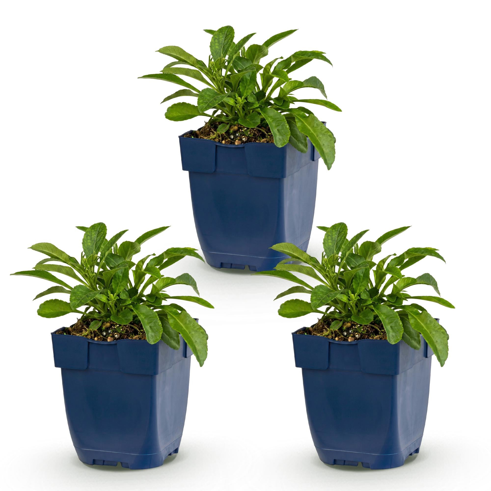 Vasteplant - Campanula persicifolia - Perzikbladklokje - Bijen en Vlinderlokkers - Blauw - 3 Planten - Pot 11cm - Hoogte 15-25cm