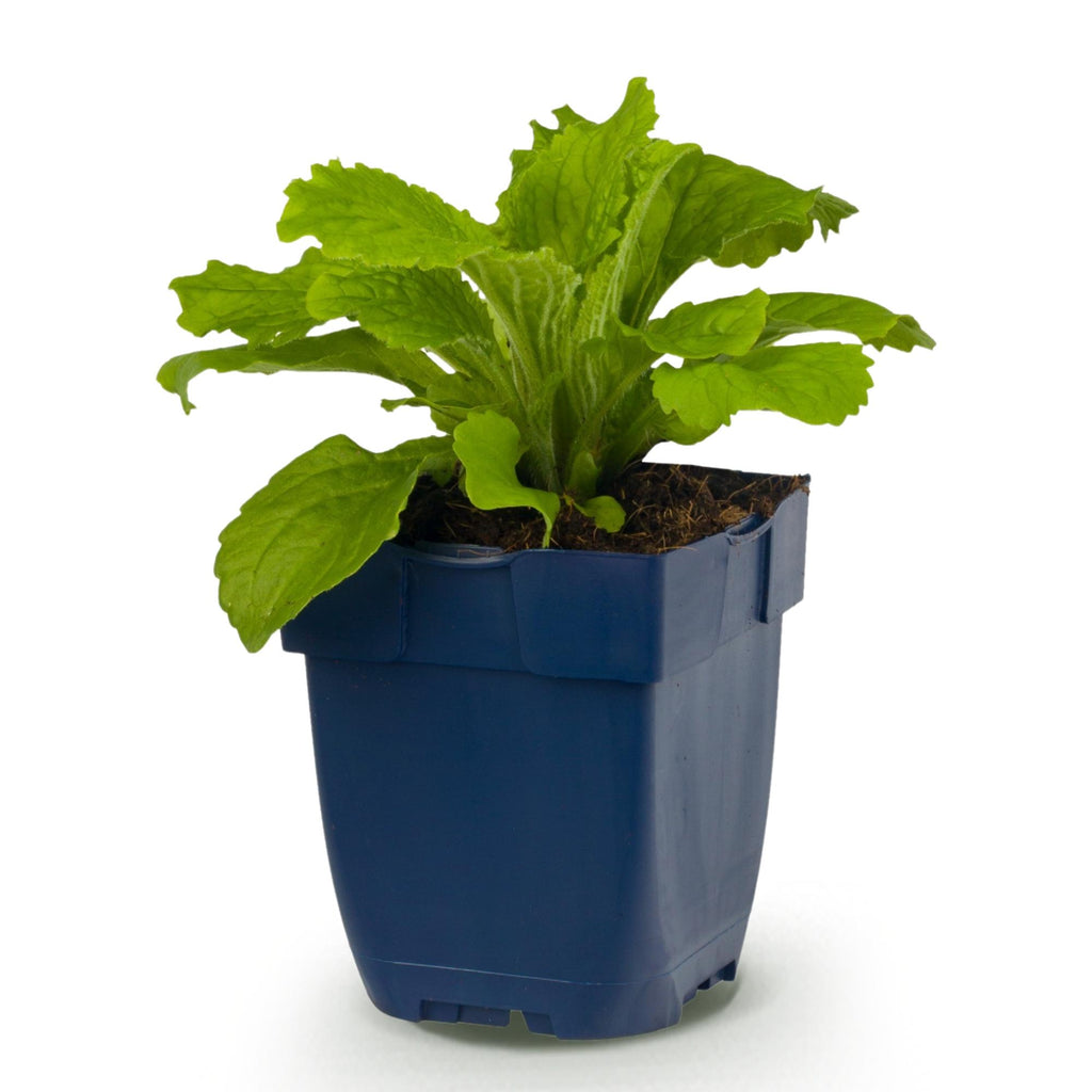Vasteplant - Digitalis purp. Dalmatian Purple - Vingerhoedskruid - Schaduw - Paars - 1 Plant - Pot 11cm - Hoogte 15-25cm