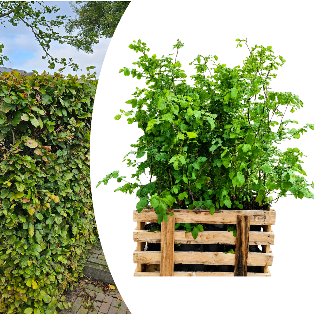 Palletdeal Haagplanten:  50 Fagus sylvatica ↕60-80 - Ø 19cm | Mini Pallet