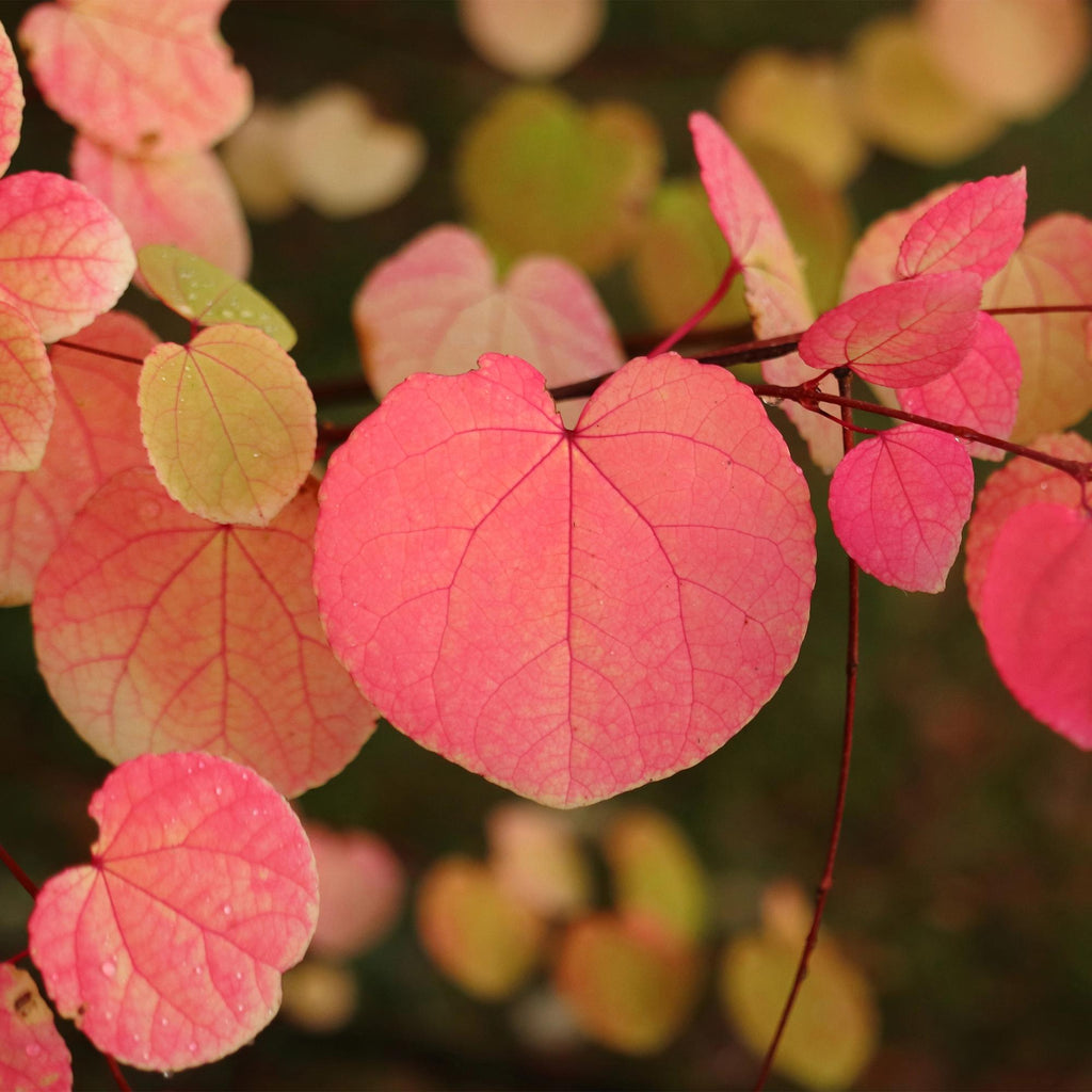Tuinplant - Cercidiphyllum japonicum - Groen 3 Planten - Bladverliezend - Weinig Onderhoud - Pot 12cm Hoogte 35cm
